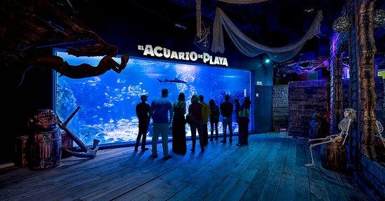 El Acuario de Playa (Playa del Carmen) - 2021 All You Need to Know BEFORE You Go (with Photos) - Tripadvisor