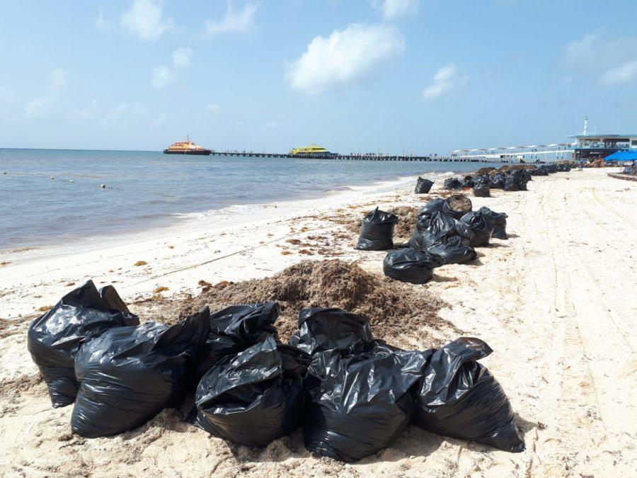 Volunteers remove sargasso while state marks strategic sea fence points - Riviera Maya News
