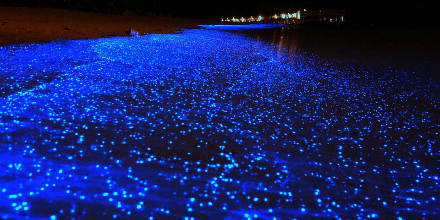 Bioluminiscence on Holbox Island - Riviera Maya Blog