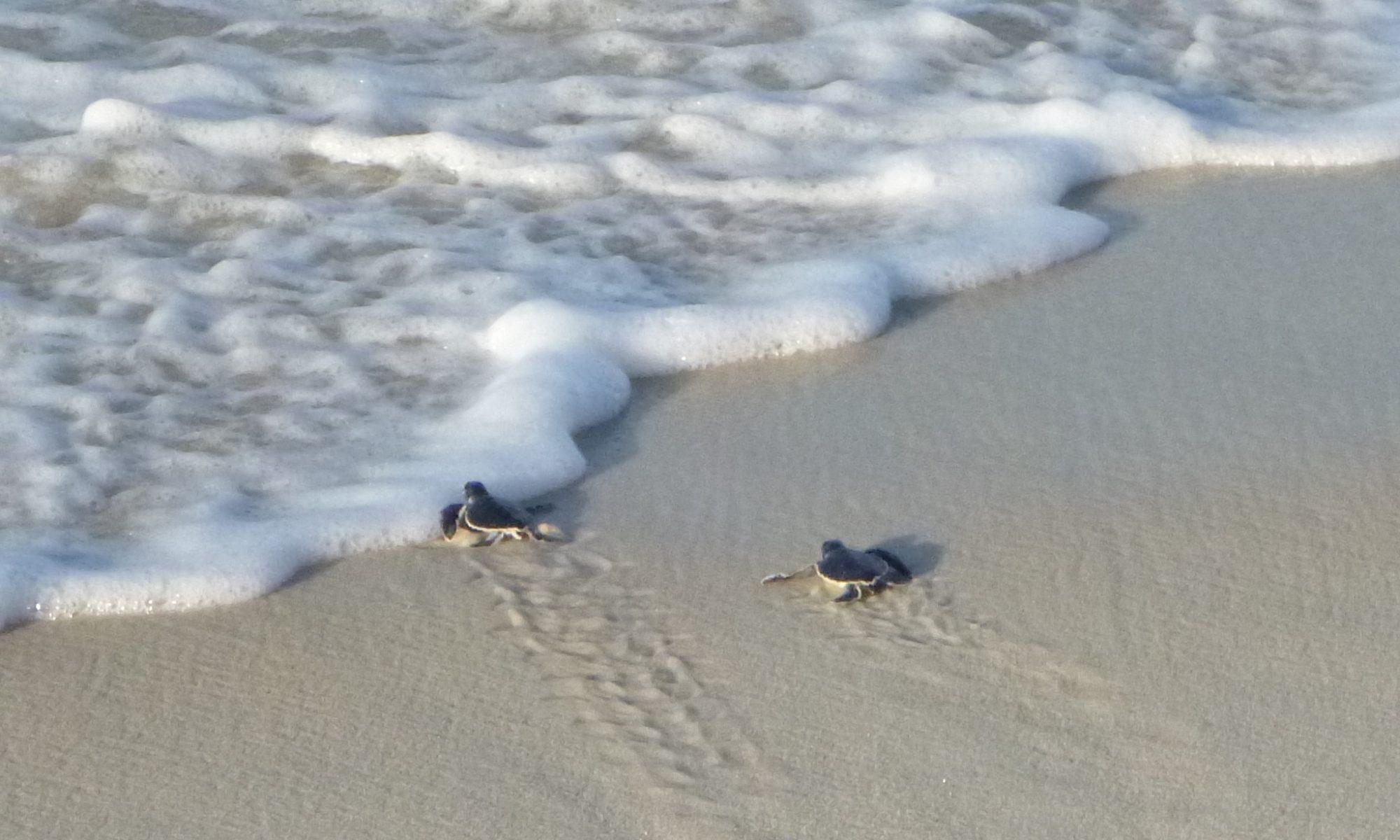 Panama City Beach Turtle Watch