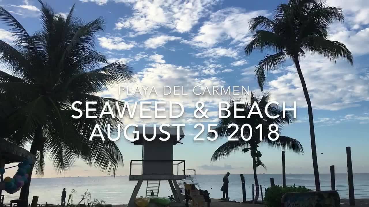 Everything Playa Del Carmen