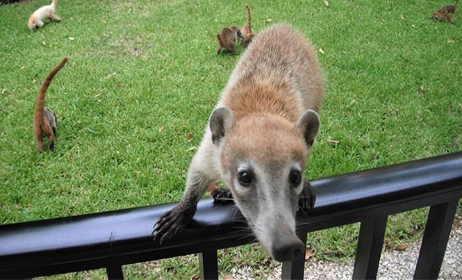 Meet the Caribbean coatis