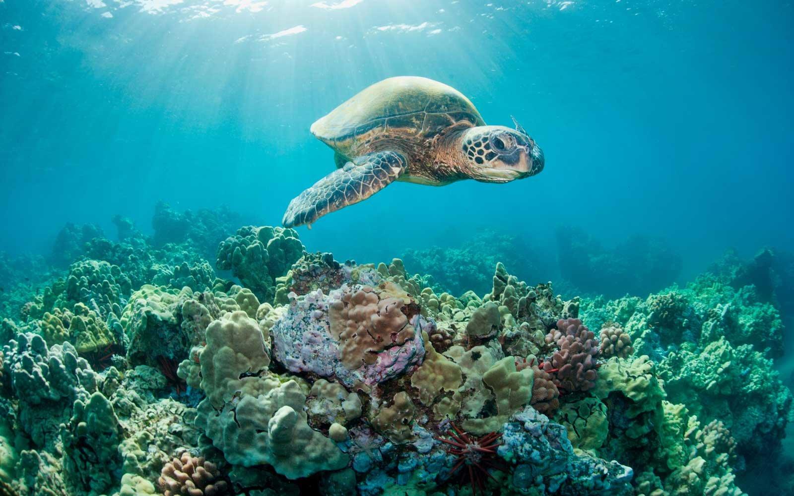 How to Know if Your Sunscreen Is Killing Coral Reefs - and 11 Brands to Try Instead