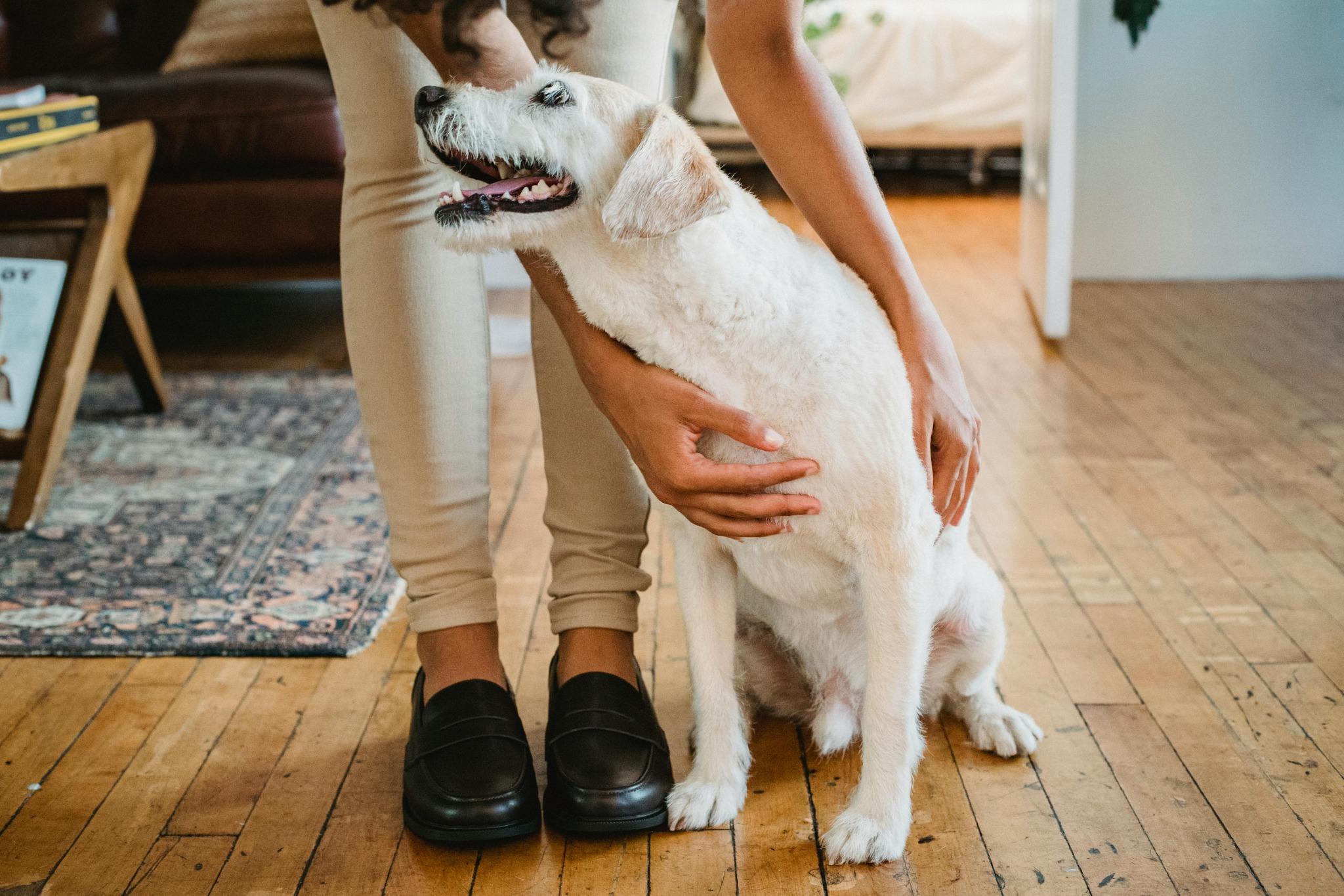 How to Make Your Vacation Rental Pet-friendly: Tips for Hosts