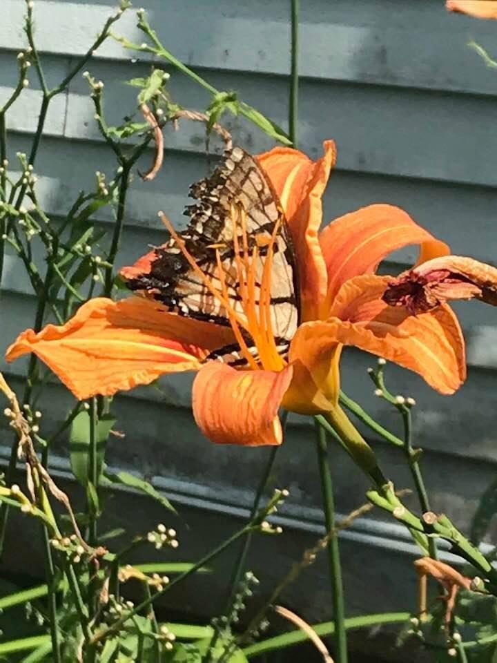 Autumn by Charity Eugair