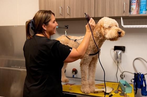 Local Riverview Pet Grooming