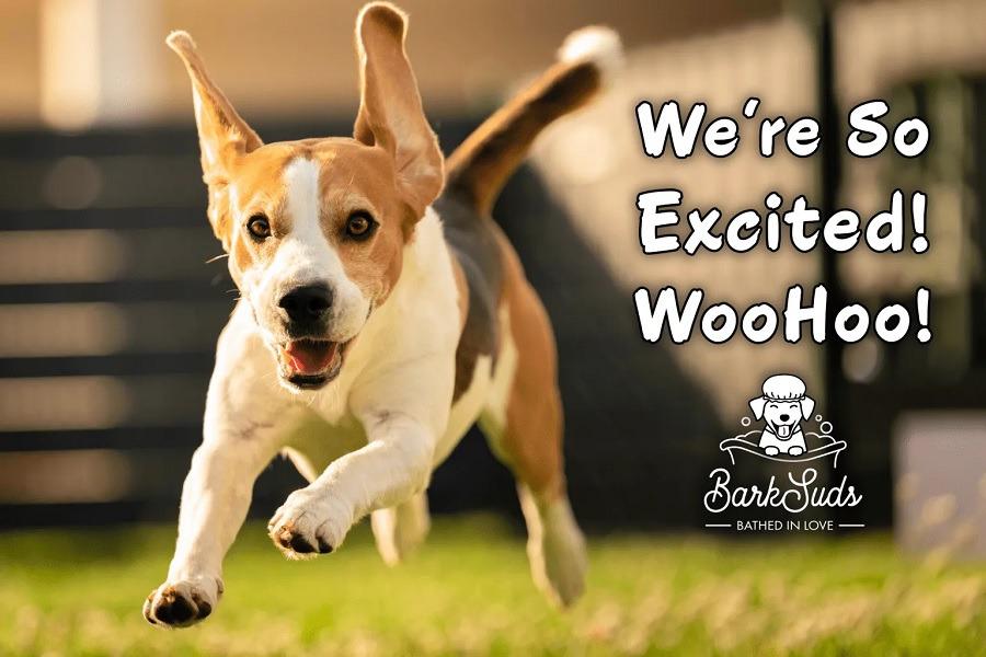 Making Life Easier with Mobile Dog Grooming Oviedo