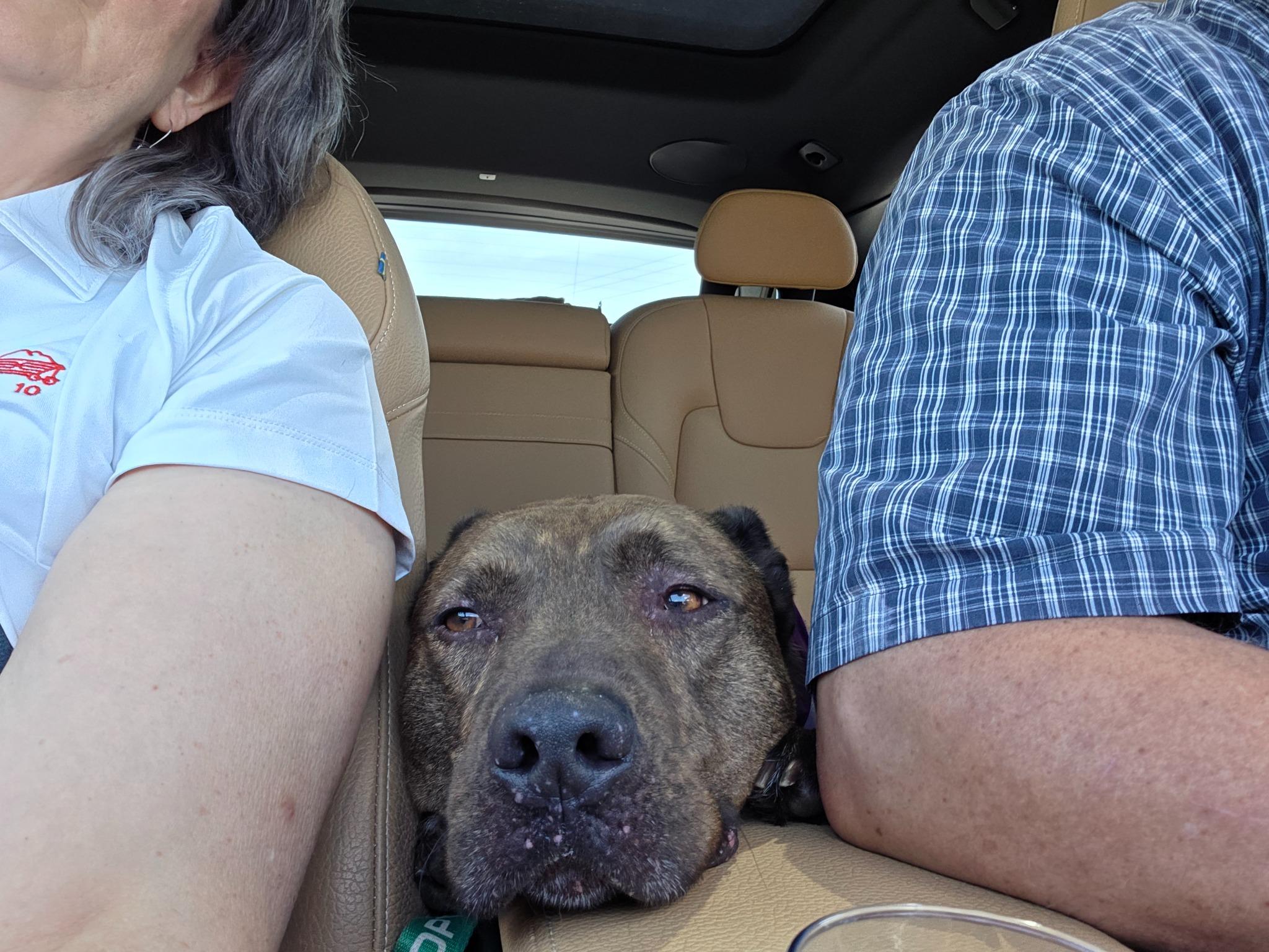 An Open Letter To Lincoln's Furrever Family: